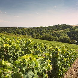 Paysage en Bourgogne viticole : le Châtillonnais - © BIVB / Aurélien Ibanez