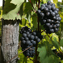 Cépage de Bourgogne : Grappe de Gamay - © BIVB / Daniel Gillet 