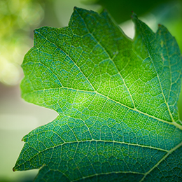 Une feuille de Chardonnay - BIVB / Michel Joly