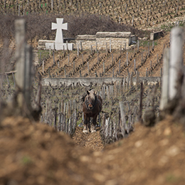 Labour à cheval dans les vignes de Bourgogne - BIVB / armellephotographe.com