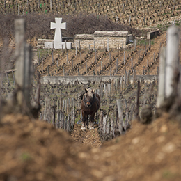 Horse plowing in Côte de Nuits  - © BIVB / www.armellephotographe.com