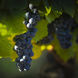 BIVB / Jessica Vuillaume - Cépage en Bourgogne : Grappe de Pinot Noir