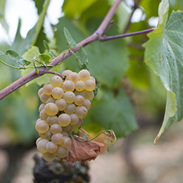 Cépage en Bourgogne : grappe d'Aligoté - BIVB / Jessica Vuillaume