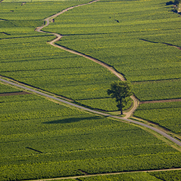 Landscape in the vineyard of Côte de Beaune - © BIVB / Aurélien Ibanez