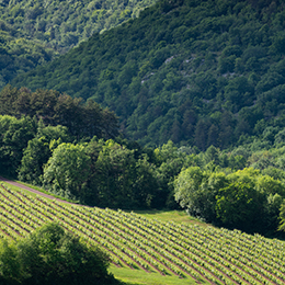 © BIVB / Michel Joly -  Les falaises d'Arcenant dans le vigne des Hautes Côtes