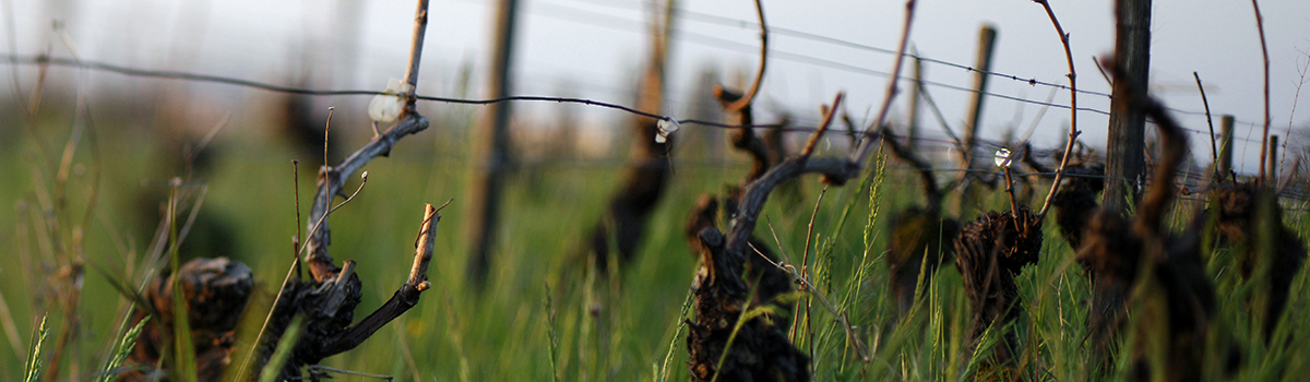 Pied de vigne en Bourgogne - © BIVB / Aurélien Ibanez