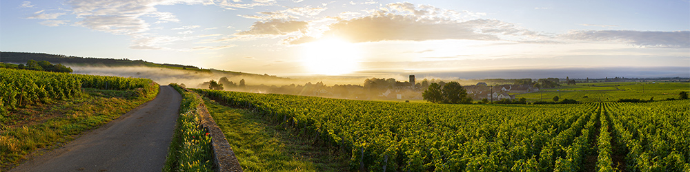 Vignoble en Bourgogne : Pommard - BIVB / Michel Baudoin
