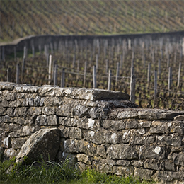 Clos dans le vignoble de la Côte de Nuits - © BIVB / armellephotographe.com