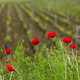 Vines in spring - © BIVB / Michel Baudoin