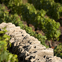 Mur dans le vignoble de Bourgogne - © BIVB / Aurélien Ibanez