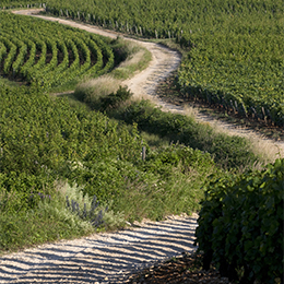 Chemin dans le vignoble de Bourgogne - © BIVB / Jean-Louis Bernuy