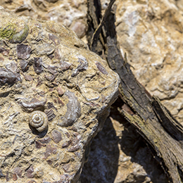 Fossile dans le vignoble de Chablis - © BIVB / Sébastien Boulard