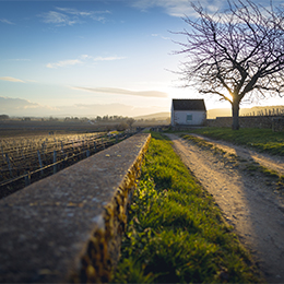 Cabotte dans les vignes de Bourgogne, en hiver - © BIVB / Aurélien Ibanez