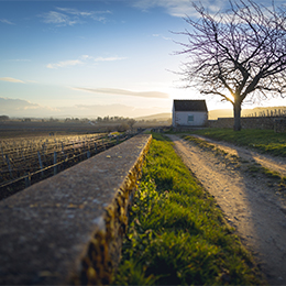 Cabotte in Bourgogne - © BIVB / Aurélien Ibanez