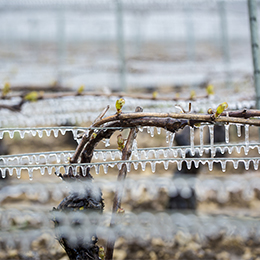 Frost on parcel  in Chablis - © BIVB / Aurélien Ibanez