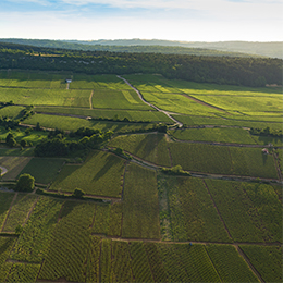 Vignoble de la Côte de Beaune : Meursault ensoleillé - © BIVB / Aurélien Ibanez