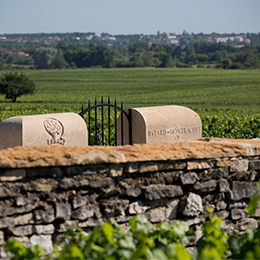 Bâtard-Montrachet, Appellation Grand Cru - © BIVB / armellephotographe.com