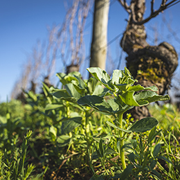 Engrais vert dans les vignes de Bourgogne - © BIVB / Aurélien Ibanez