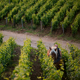 Labour à cheval dans les vignes de Bourgogne - © BIVB / Michel Joly