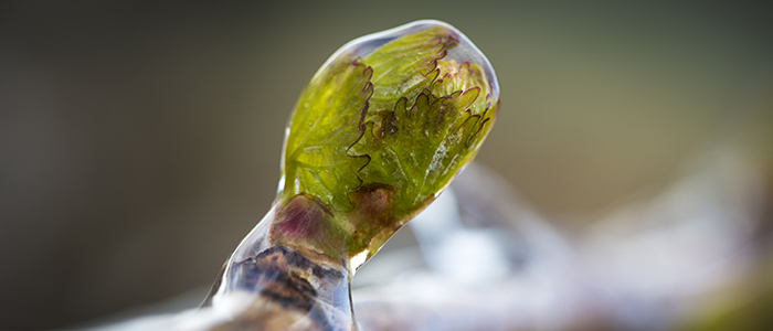 bourgeon protégé par un cocon de glace, Chablis - © BIVB / Aurélien Ibanez