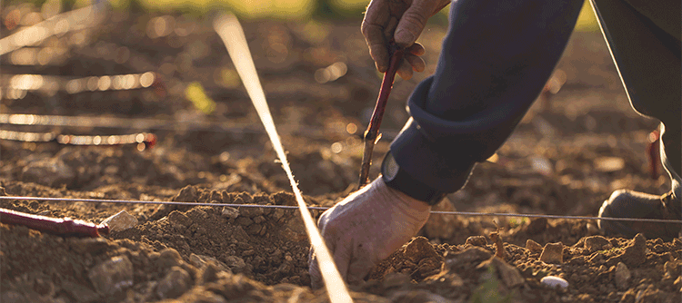 Plantations dans les vignes de Bourgogne - © BIVB / Aurélien Ibanez