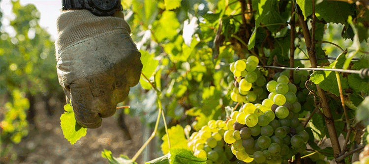 Effeuillage dans les vignes de Bourgogne - © BIVB / Aurélien Ibanez