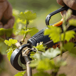 Attachage dans le vignoble de Bourgogne - © BIVB / Sébastien Boulard