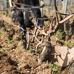 Labour à cheval dans le vignoble de Bourgogne - © BIVB / Michel Joly