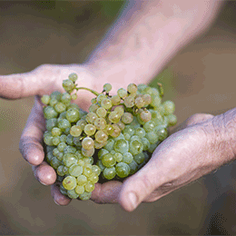 Vendanges dans le vignoble de Bourgogne - © BIVB / Michel Joly