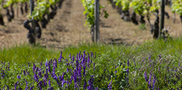 La démarche Développement Durable des vins de Bourgogne
