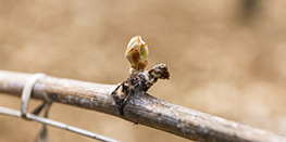 La vigne bourguignonne au fil des saisons