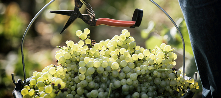 Récolte de raisin blanc en Bourgogne 