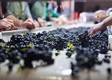 Tri du raisin avant vinification en Bourgogne