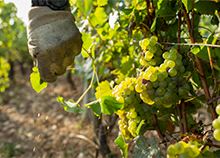 Feuilles de vignes de Bourgogne