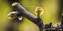 Pleurs, Nouaison, Petits pois en Bourgogne