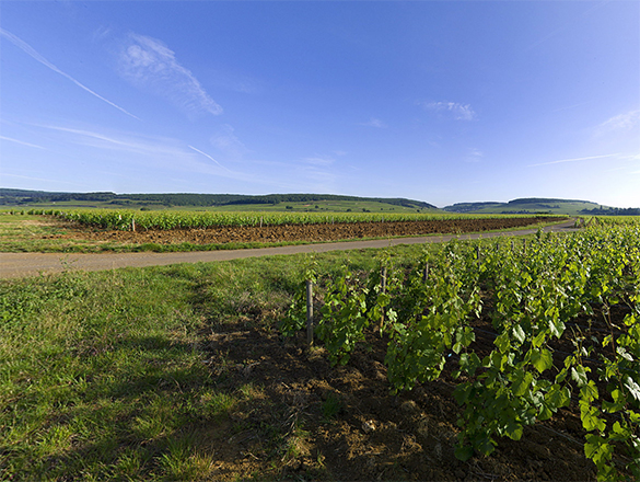 Chorey-Lès-Beaune