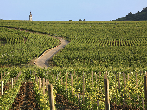 Côteaux Bourguignons / Bourgogne Grand Ordinaire / Bourgogne Ordinaire