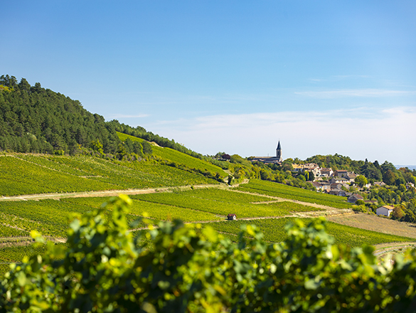 Mâcon-La Roche-Vineuse