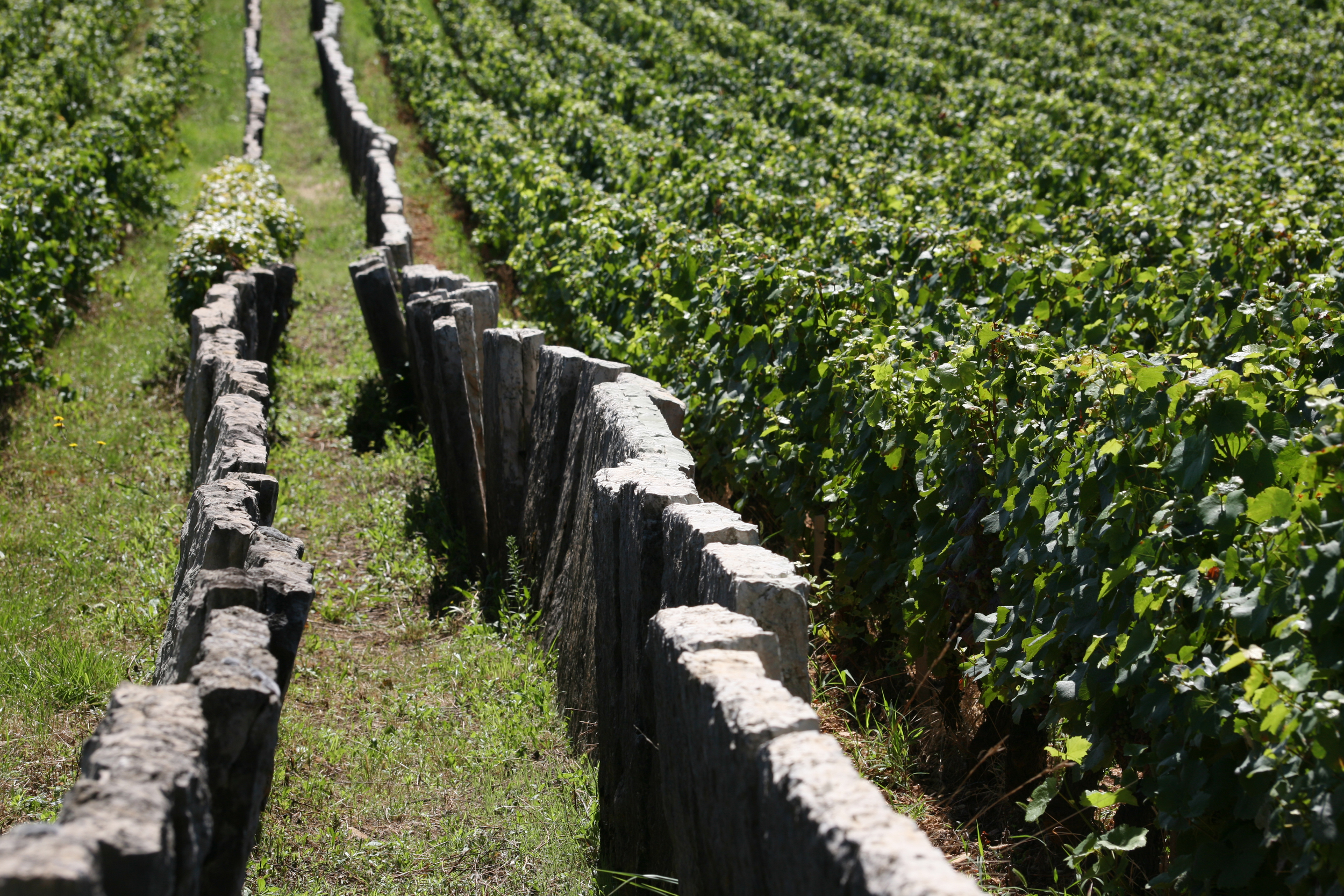 Côte de Nuits-Villages