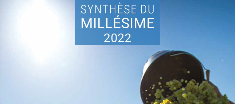 Synthèse Millésime 2022