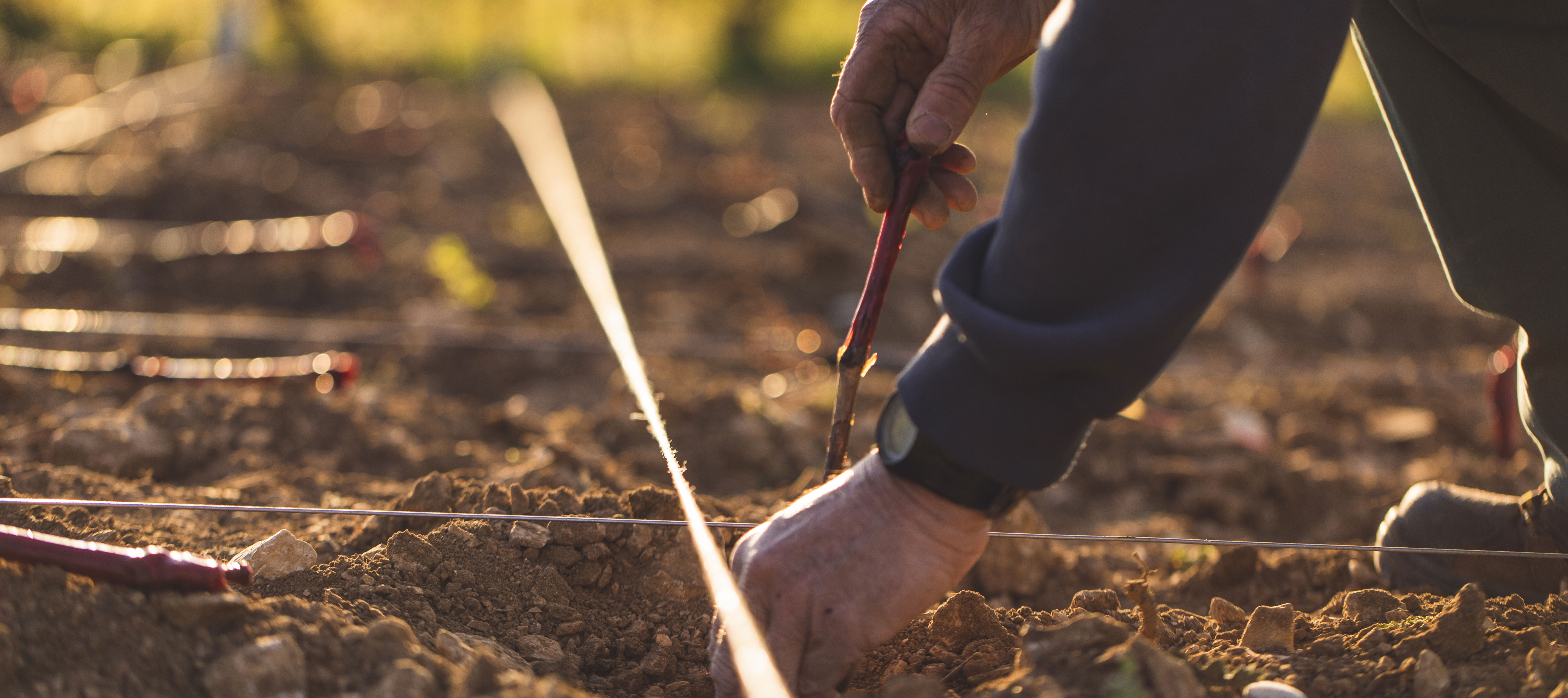 Winegrowing in Bourgogne, an artisanal trade : The People and the Vines