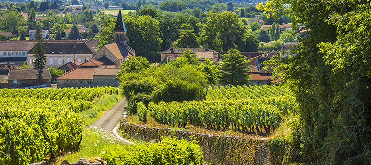 Paysage de Viré-Clessé