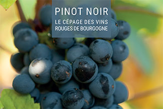 Poster cépage Pinot Noir