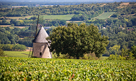 Santenay, des vins de Bourgogne rouges et blancs  © BIVB / www.armellephotographe.com