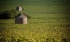 Aide de l’Association des Climats de Bourgogne pour restaurer murets, cabottes ou  murs ©  BIVB / www.armellephotographe.com