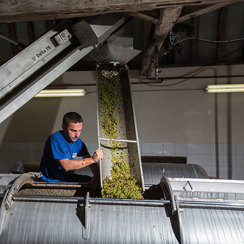 © BIVB / Sébastien Boulard - Travaux en cave dans le vignoble de Chablis : pressurage