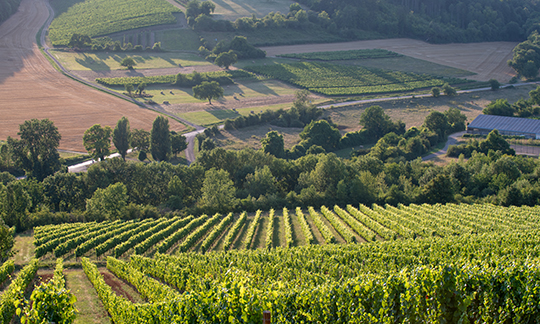 © BIVB / Michel Joly – Vignoble de Côte d’Or