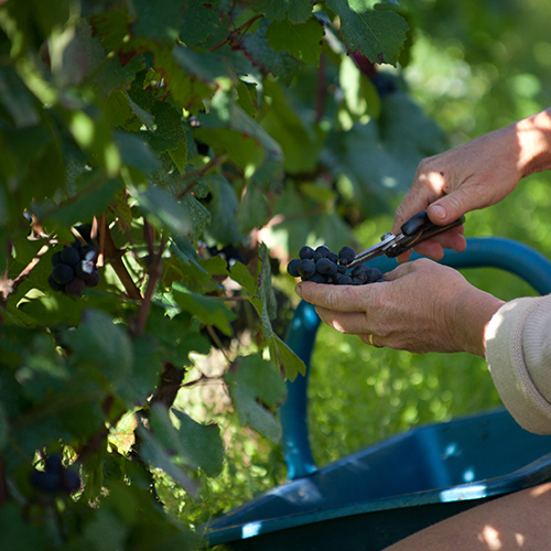 © BIVB / www.armellephotographe.com - Vendanges en Bourgogne