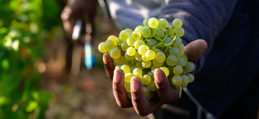 © BIVB / Michel JOLY