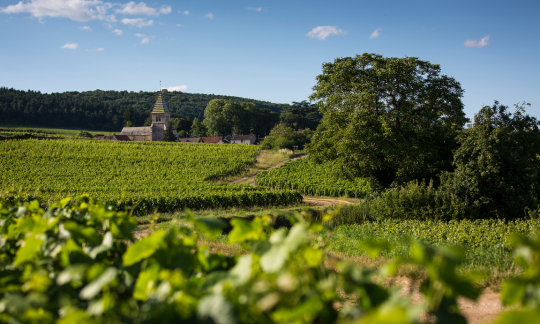 © BIVB / Aurélien IBANEZ